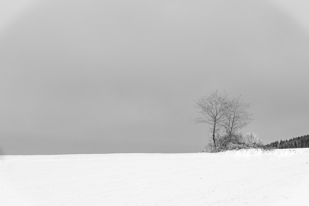 leafless tree on snow covered ground