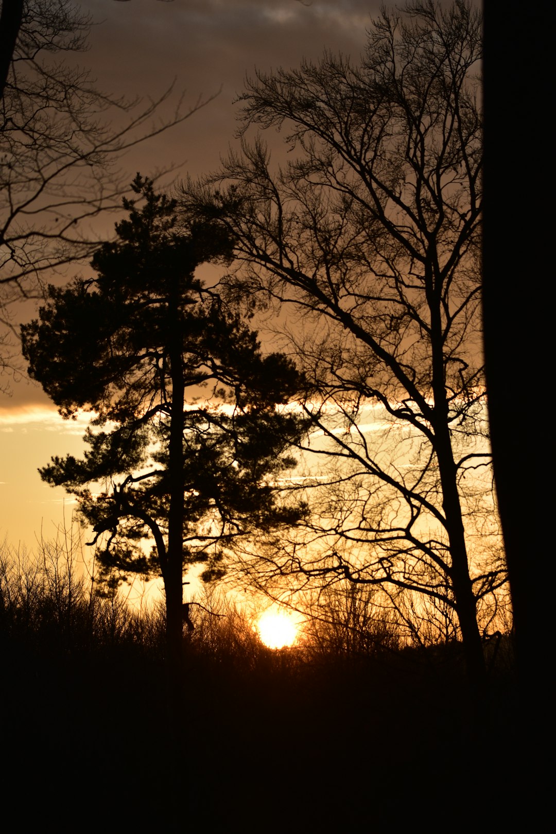 silhouette of trees during sunset