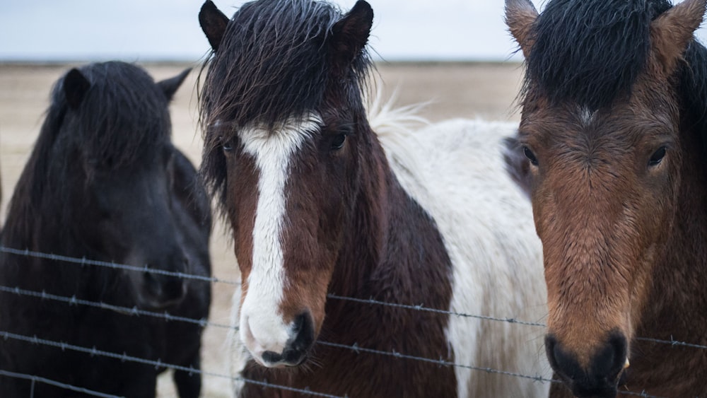 brown and white horse in cage