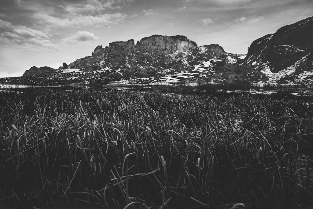 grayscale photo of grass near mountain