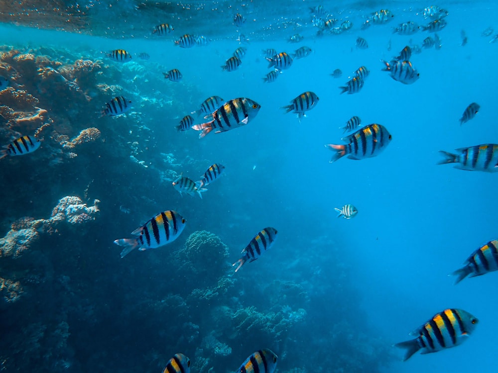 school of yellow and black fish