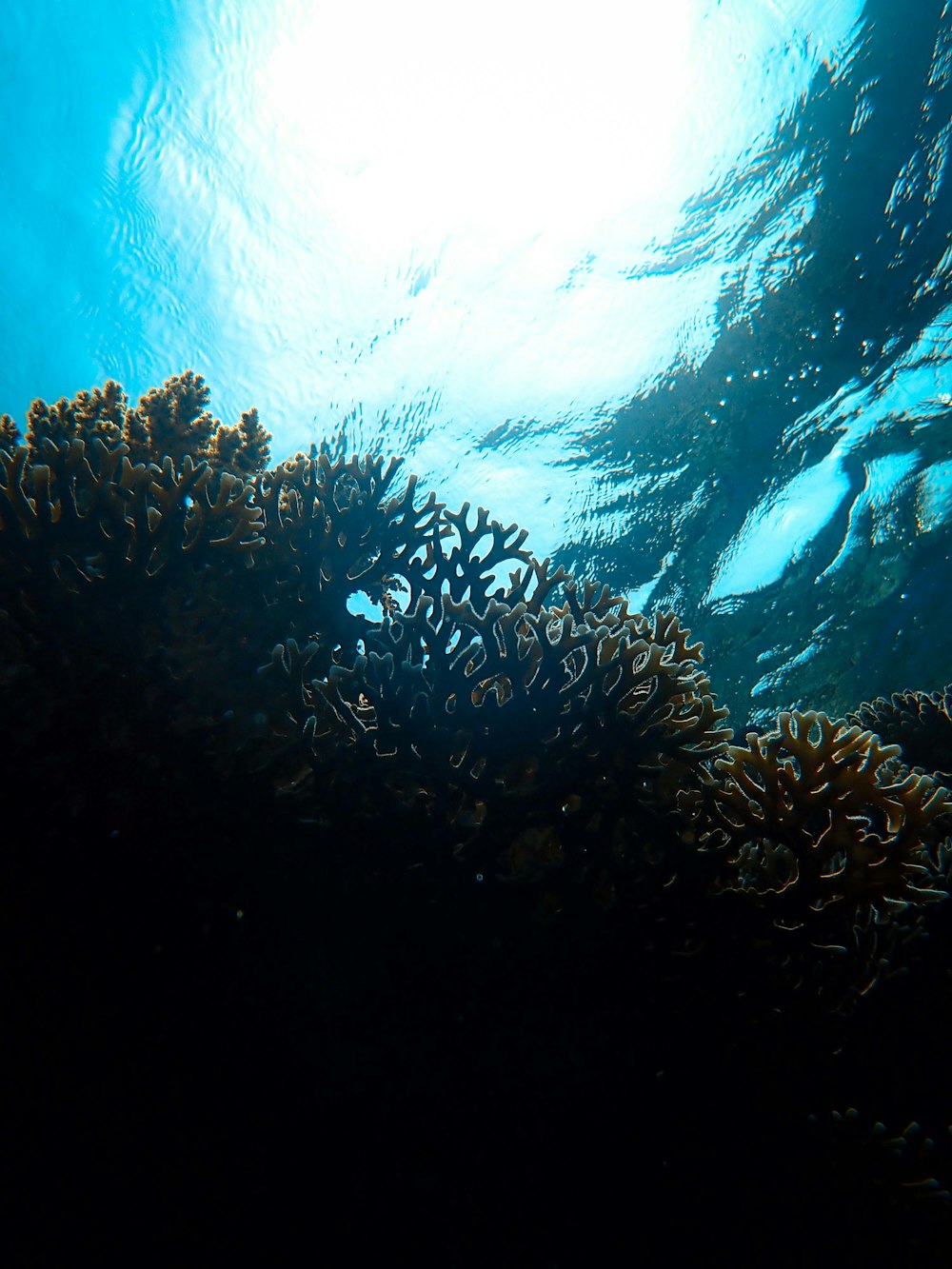 school of fish in water