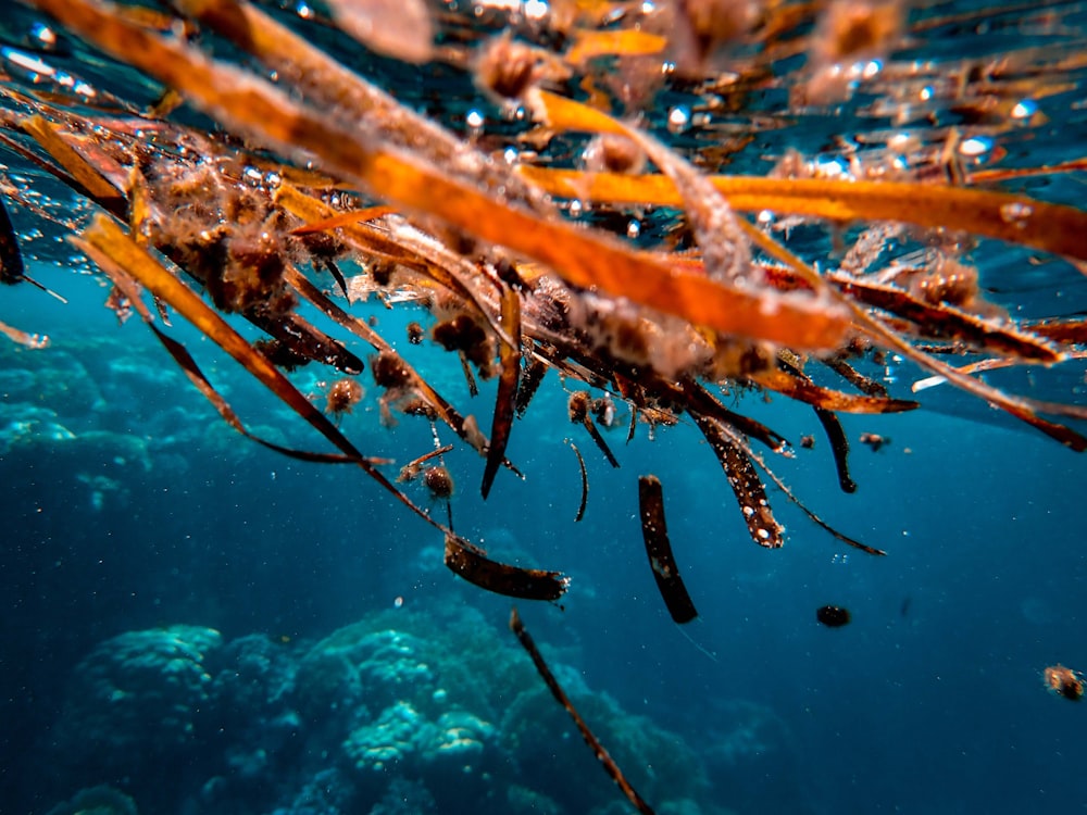 brown and black fish in water