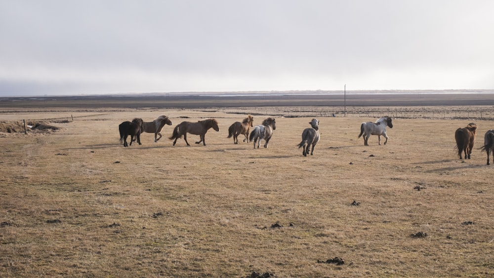 mandria di cavalli sul campo marrone durante il giorno