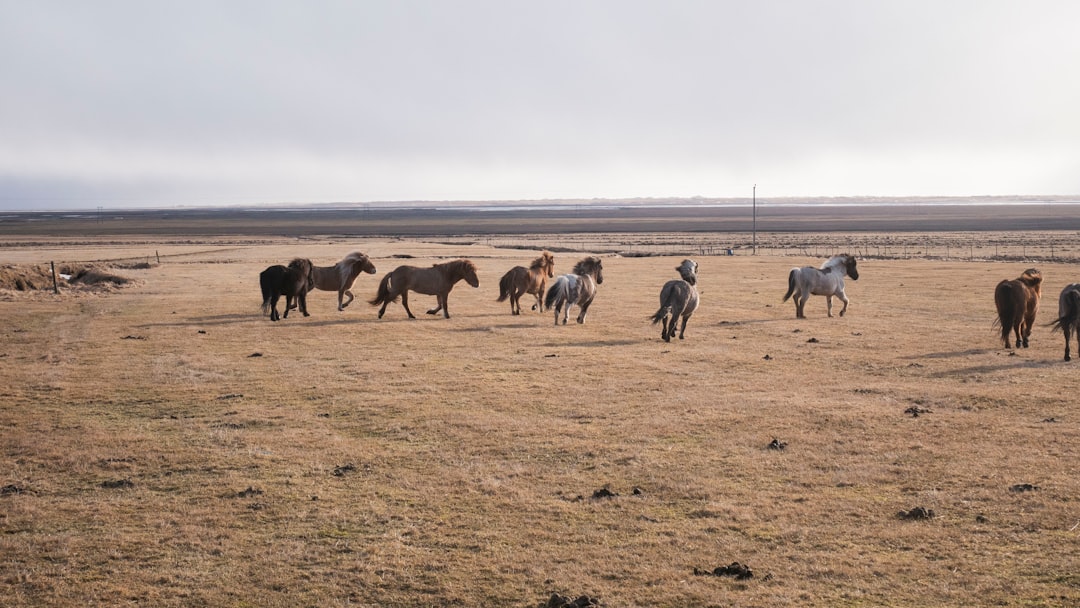 Plain photo spot Southern Region Iceland