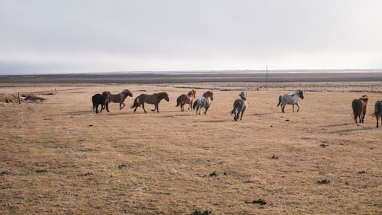 herd of horses on brown field during daytime in Southern Region Iceland