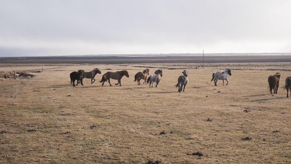 herd of horses on brown field during daytime