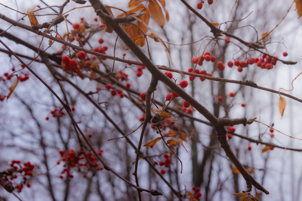 brown leaves on brown tree branch