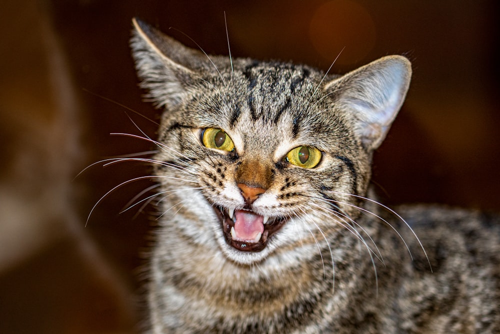 brown tabby cat in close up photography