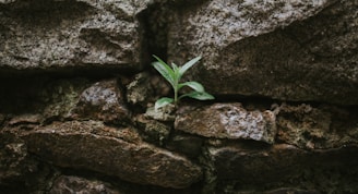 green plant on brown rock