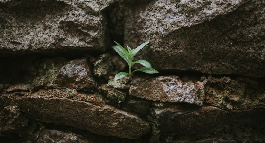 green plant on brown rock