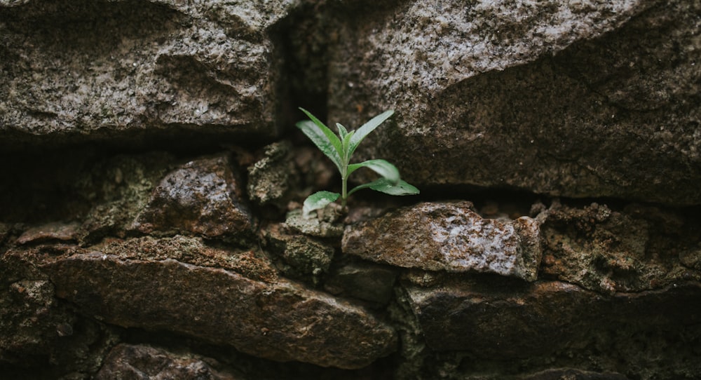 green plant on brown rock