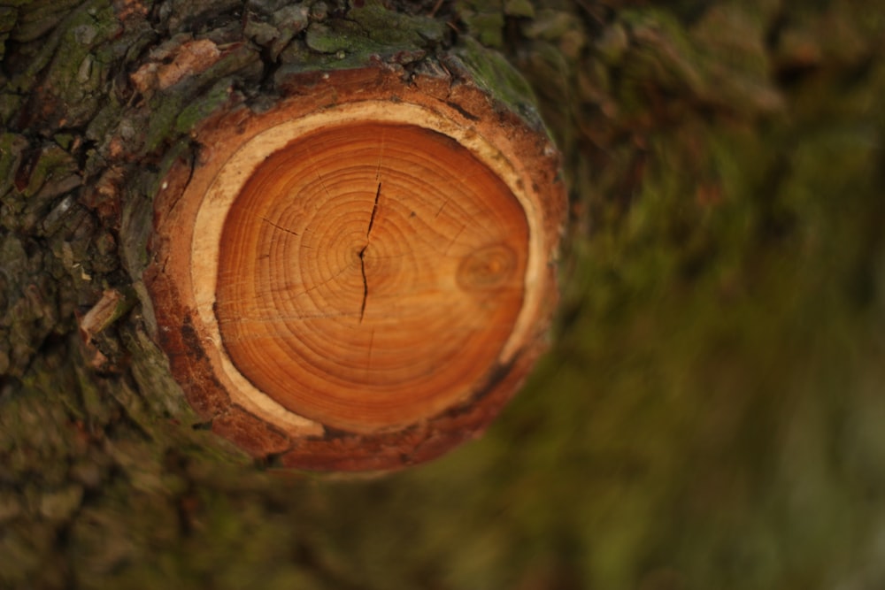 brown wooden round ornament on green moss