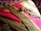 A colorful crochet blanket with stripes of green, pink, and yellow yarn is spread out on a patterned fabric surface. A ball of green yarn and several crochet hook strands are placed on top of the blanket, suggesting an ongoing crochet project.