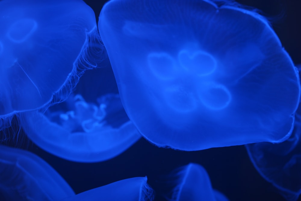 blue jellyfish in close up photography