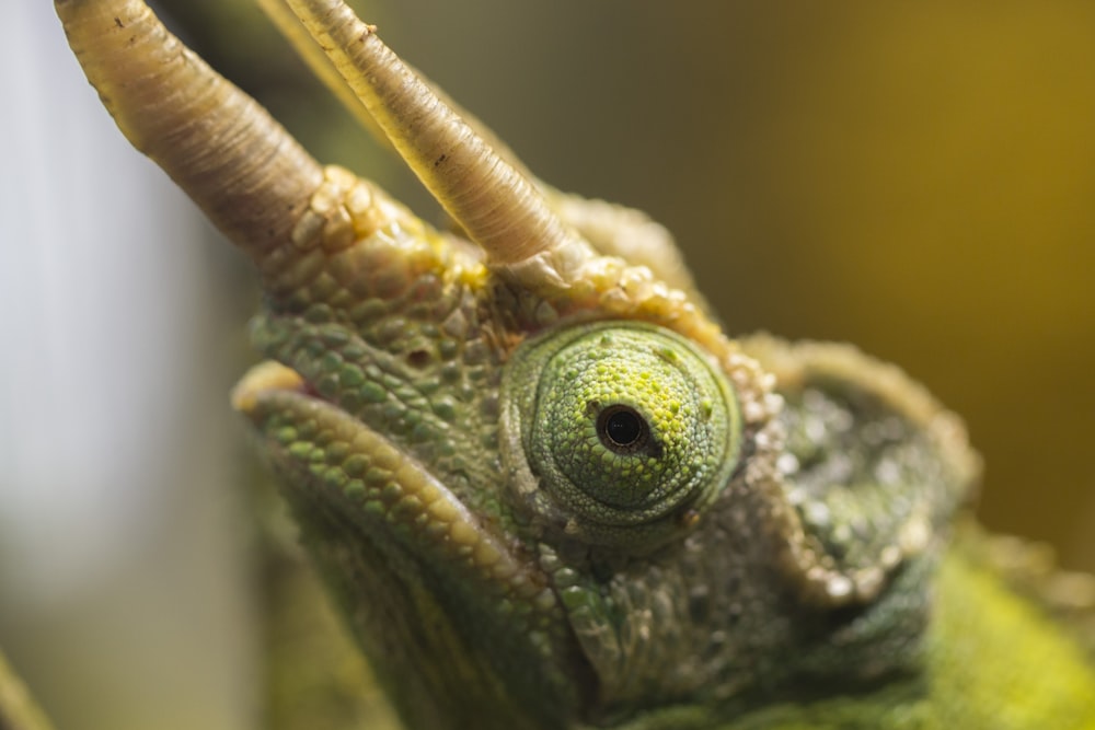 green chameleon in tilt shift lens