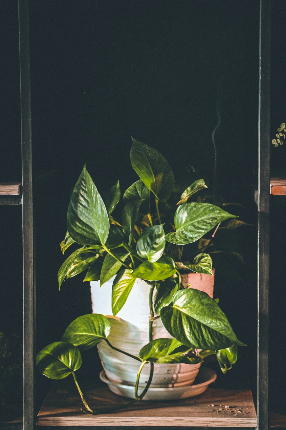 green plant on black wooden frame