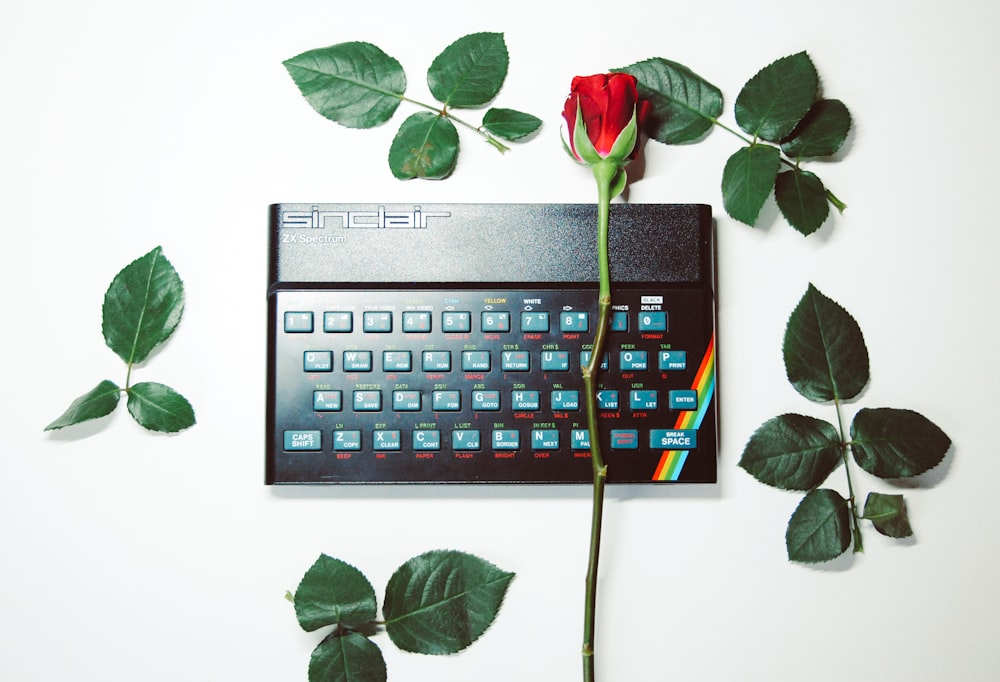 red rose on black computer keyboard