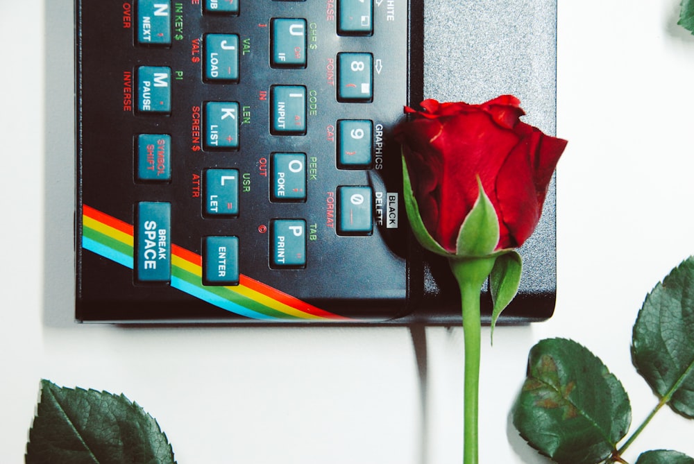 red rose on computer keyboard