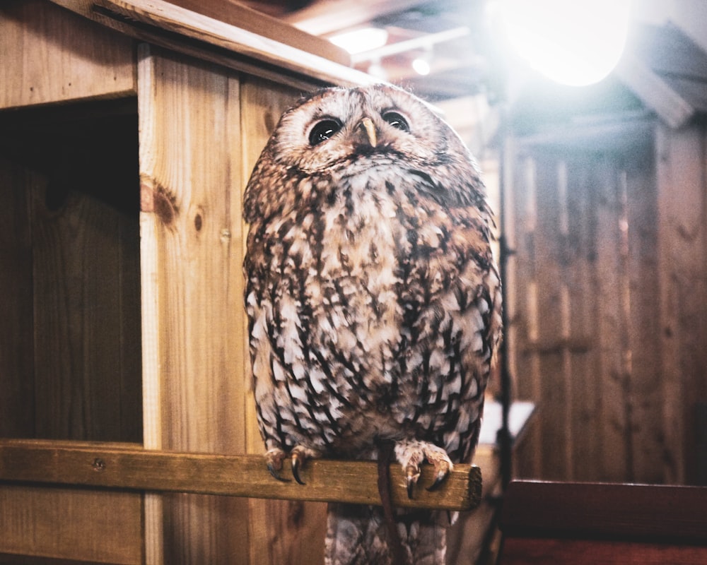 white and black owl on brown wooden fence