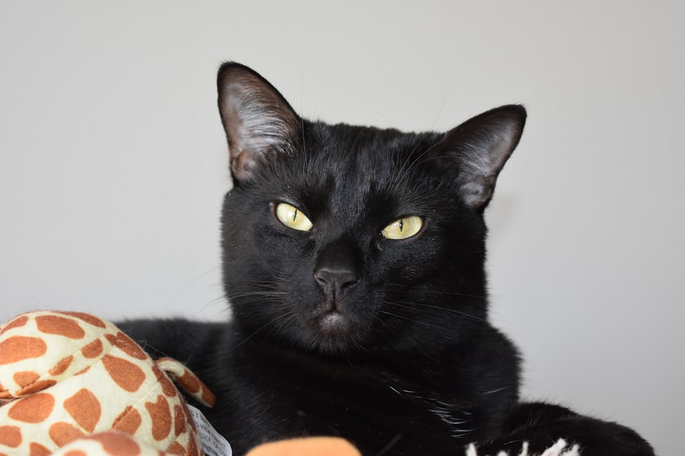 black cat on orange and black textile