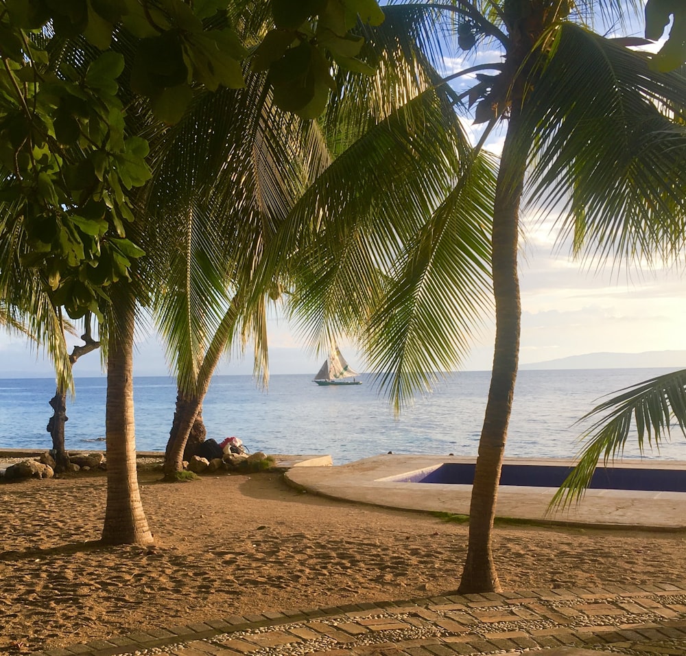 palm tree on beach shore during daytime