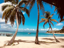 palm tree on beach shore during daytime