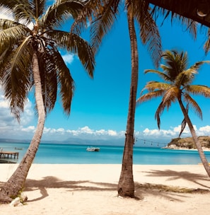 palm tree on beach shore during daytime