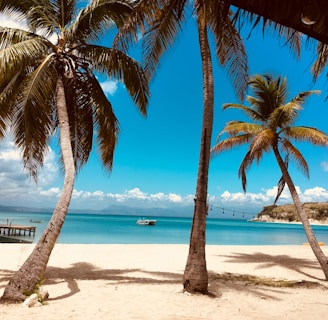 palm tree on beach shore during daytime