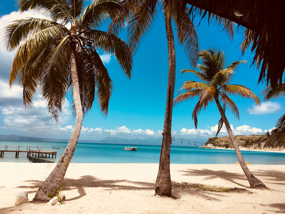 Palmera en la orilla de la playa durante el día