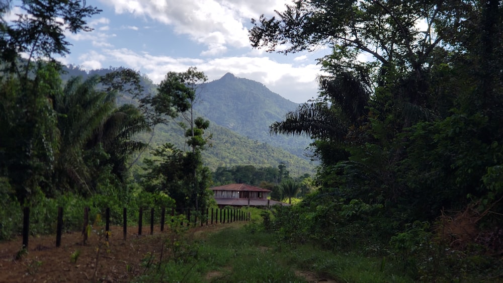 green trees near mountain under white clouds during daytime