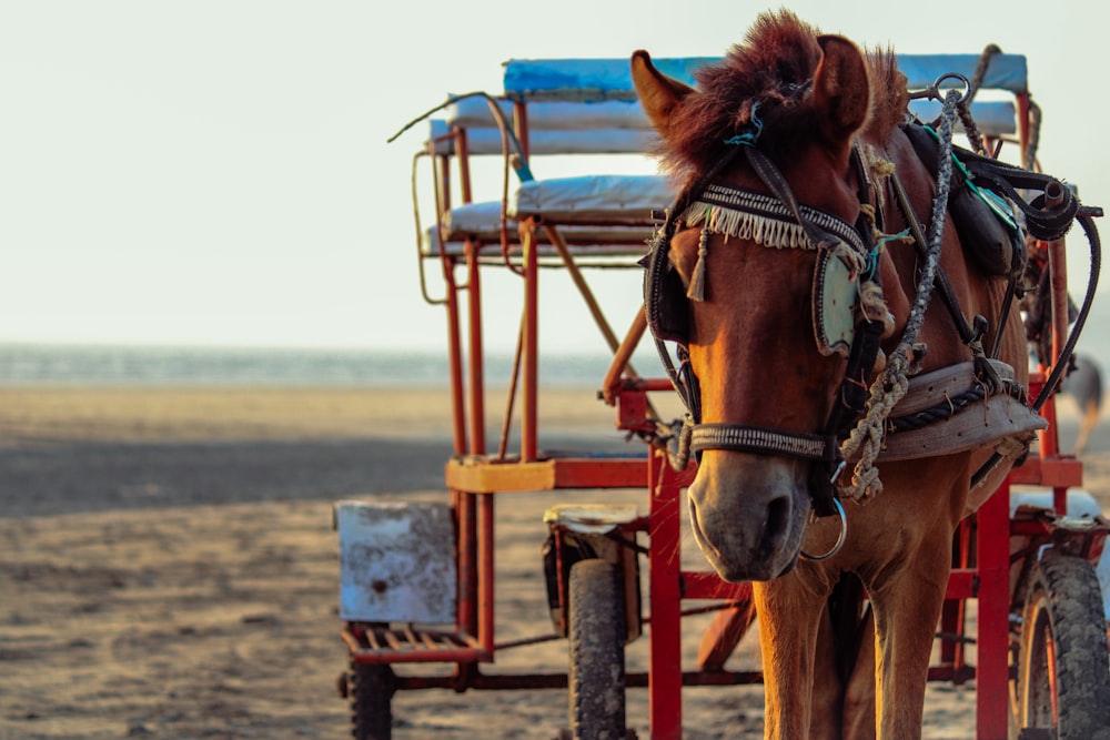 brown horse with blue wooden cart on beach during daytime