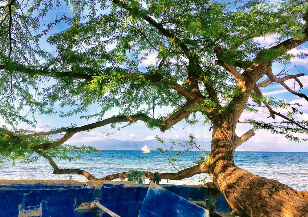 green tree near blue body of water during daytime