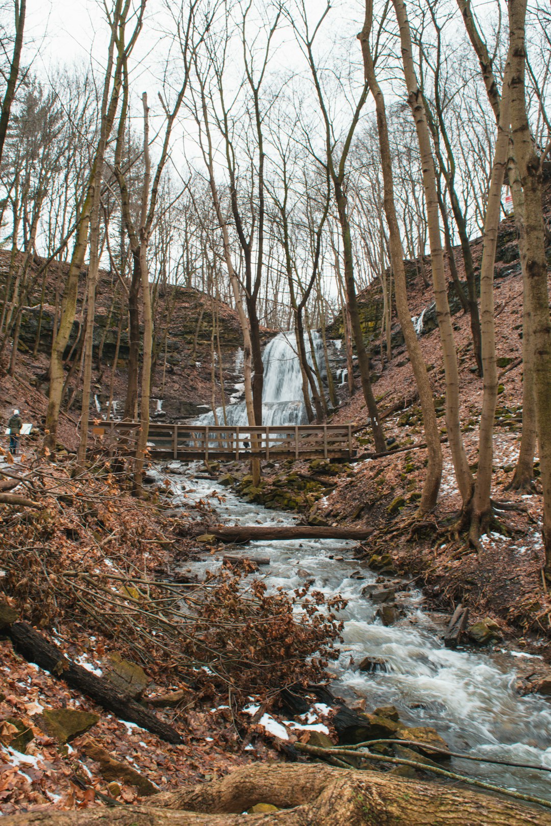 Forest photo spot Hamilton High Park