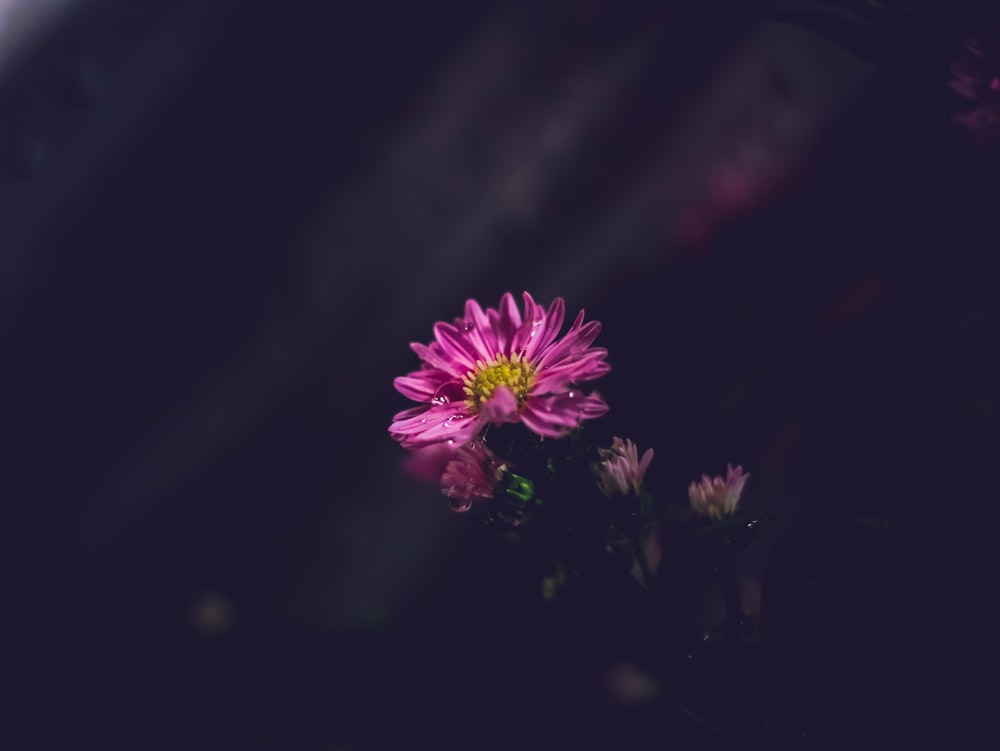 purple flower in black background