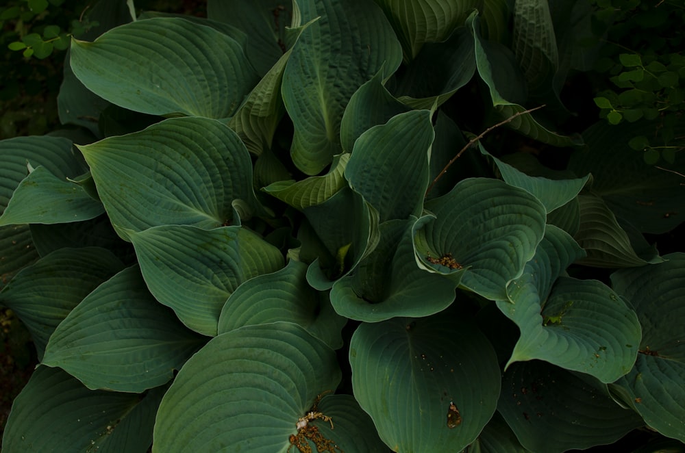 green plant with water droplets