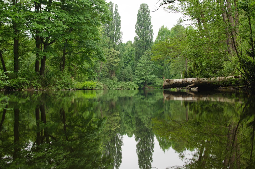 green trees beside river during daytime