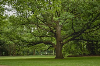 A large, sturdy tree with a wide canopy of green leaves stands in the center of a grassy area. The tree's thick trunk and sprawling branches create an impressive natural display, with lush foliage providing ample shade. The surrounding area is densely wooded, suggesting a serene and natural environment.