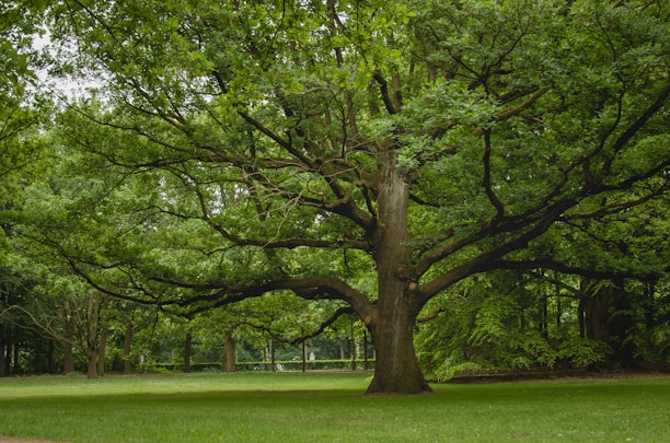 A large, sturdy tree with a wide canopy of green leaves stands in the center of a grassy area. The tree's thick trunk and sprawling branches create an impressive natural display, with lush foliage providing ample shade. The surrounding area is densely wooded, suggesting a serene and natural environment.