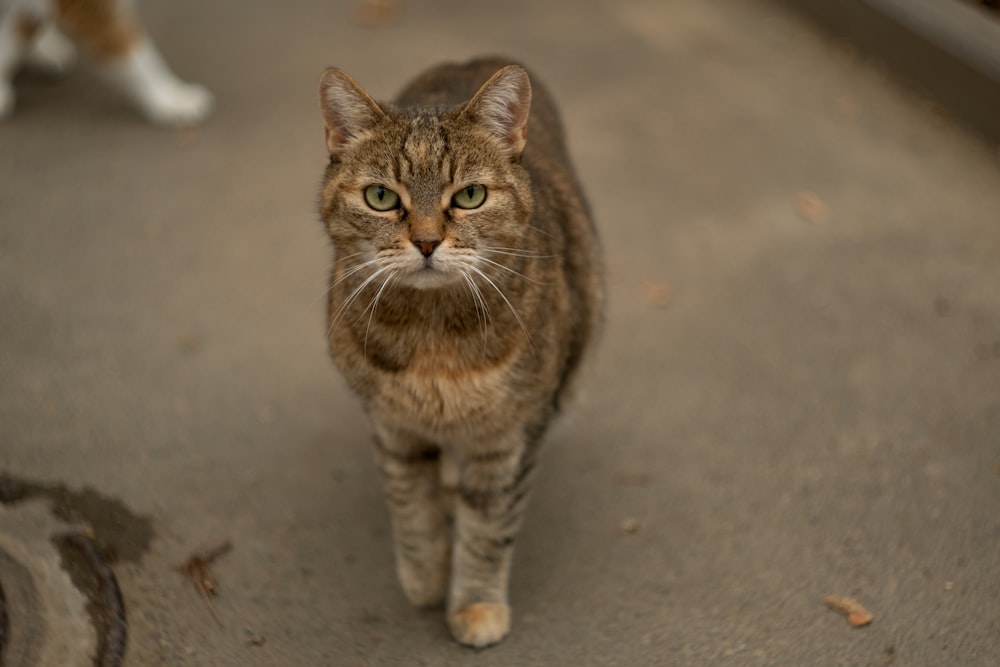 brown tabby cat on gray concrete floor