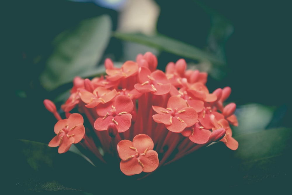 pink flowers in tilt shift lens