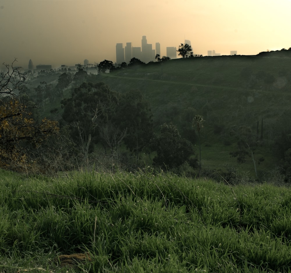 green grass field during daytime