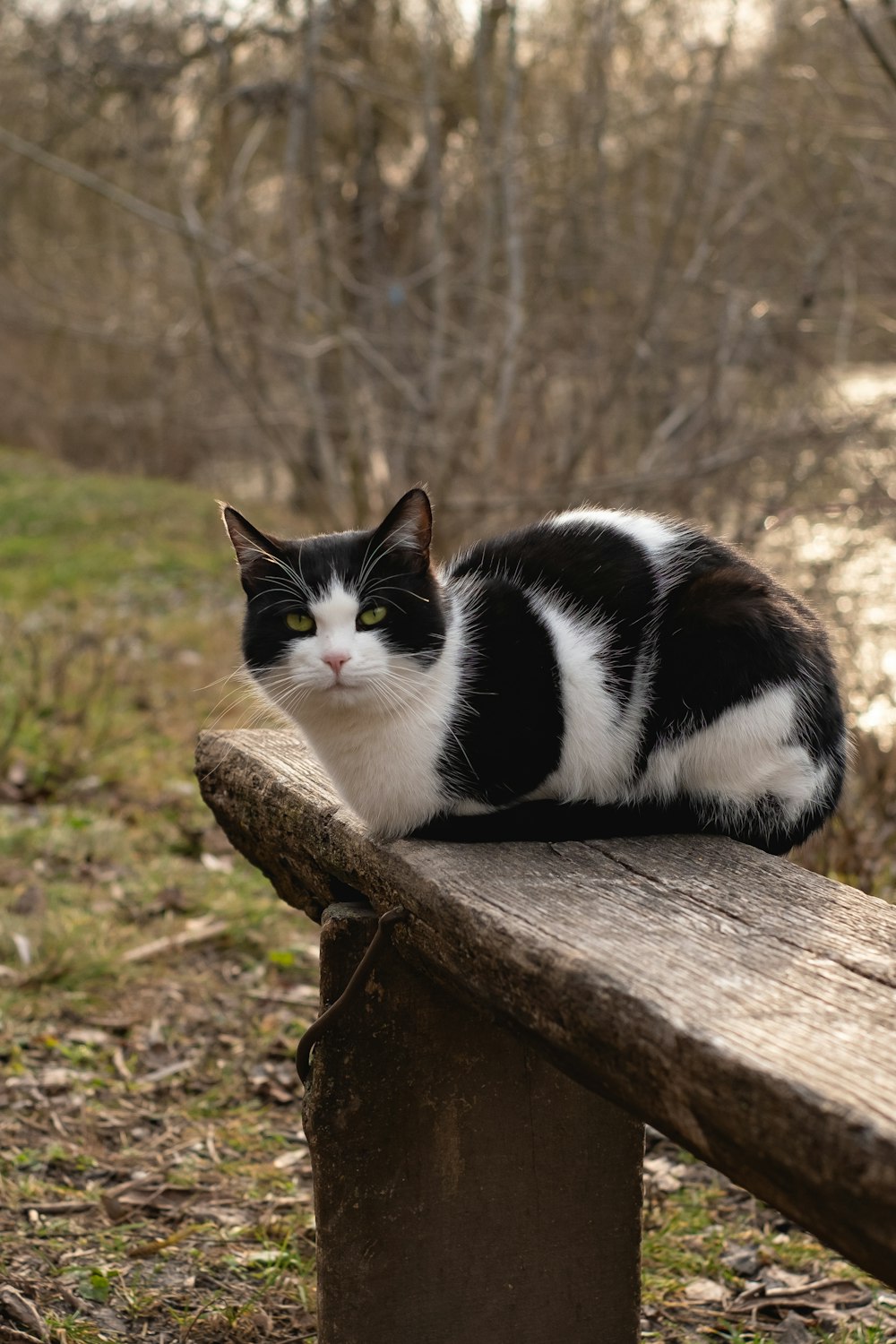 tuxedo cat on brown wooden log