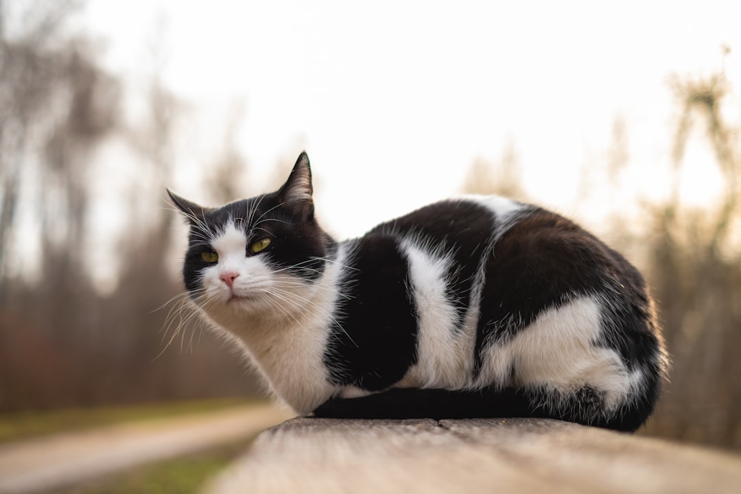 black and white cat on brown wooden table