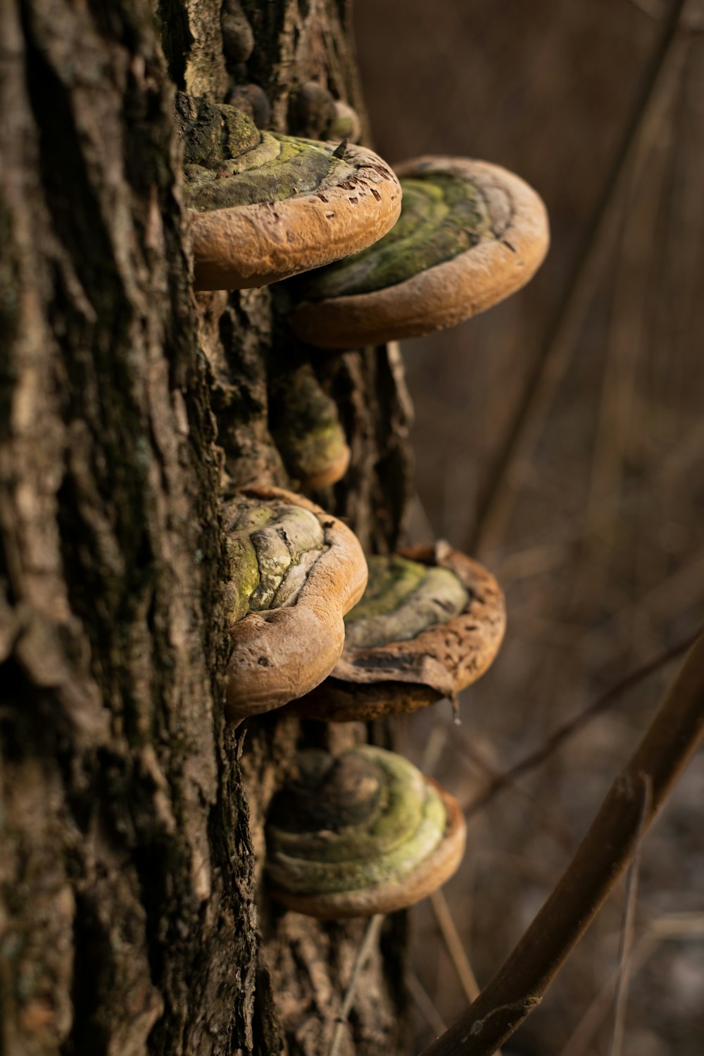 tronco d'albero marrone e verde