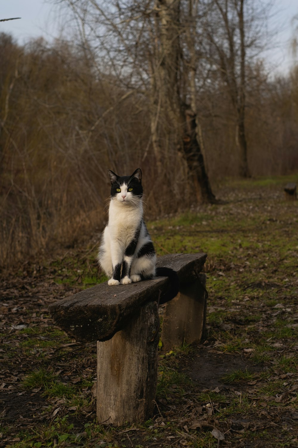 gatto bianco e nero su tronco di legno marrone