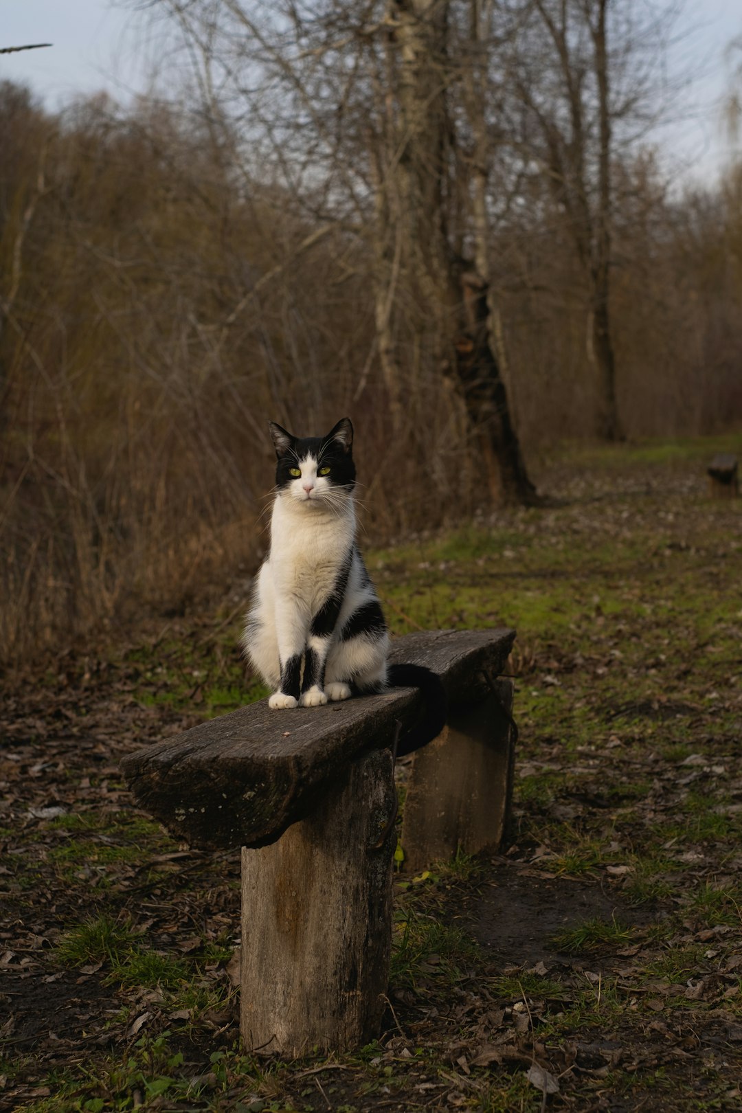 white and black cat on brown wooden log