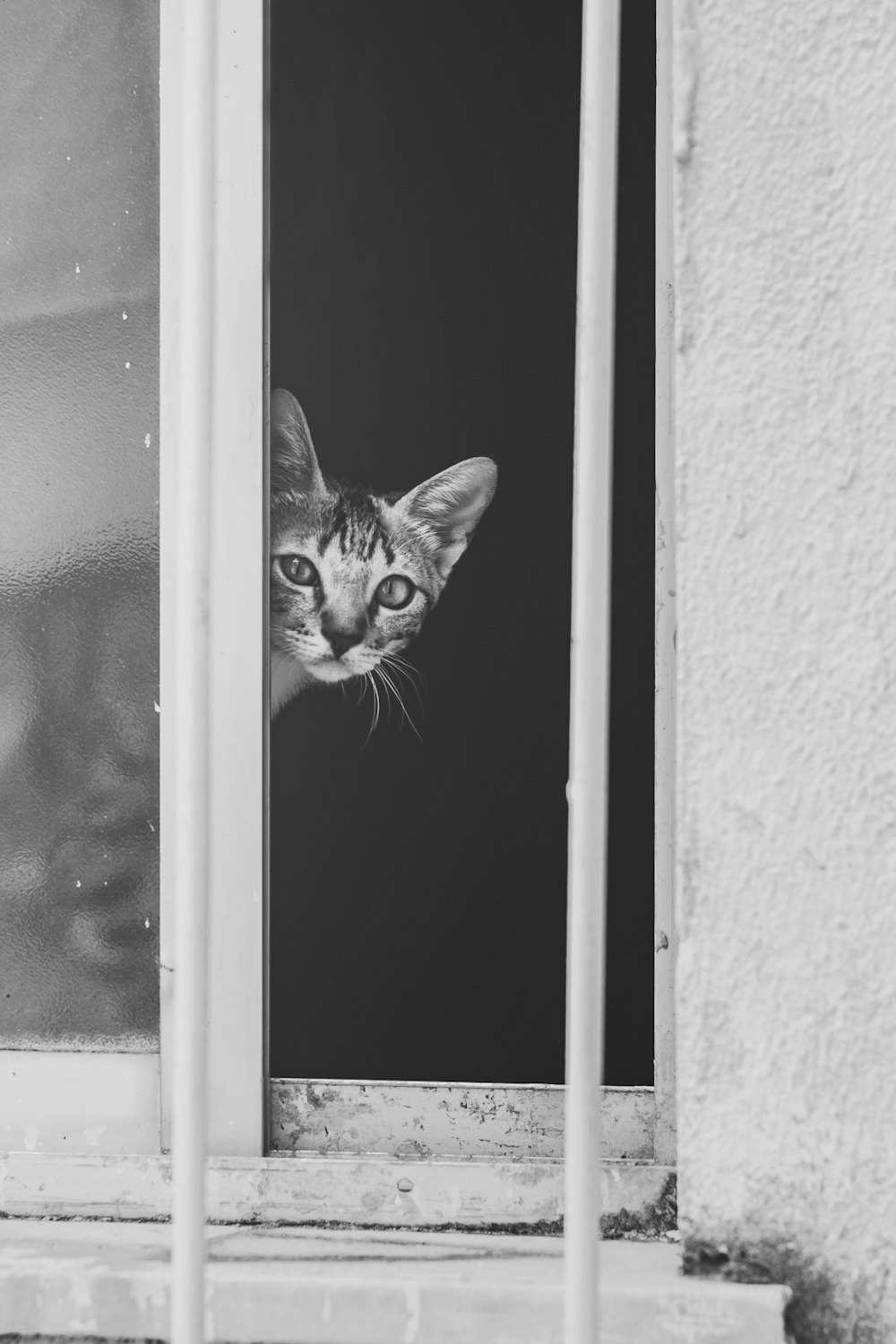 grayscale photo of tabby cat looking out the window