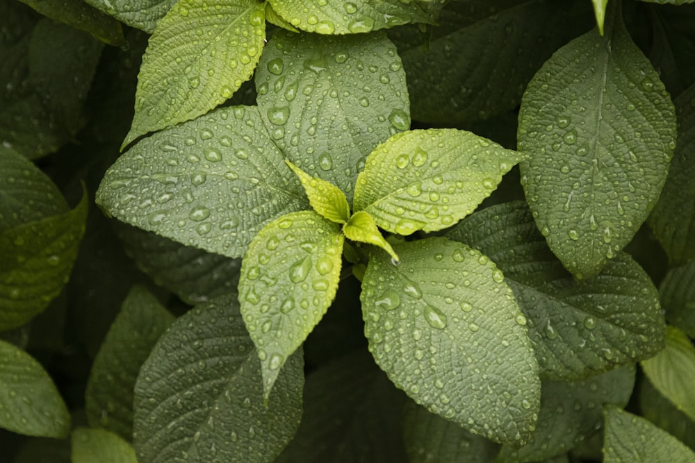 green leaf plant in close up photography