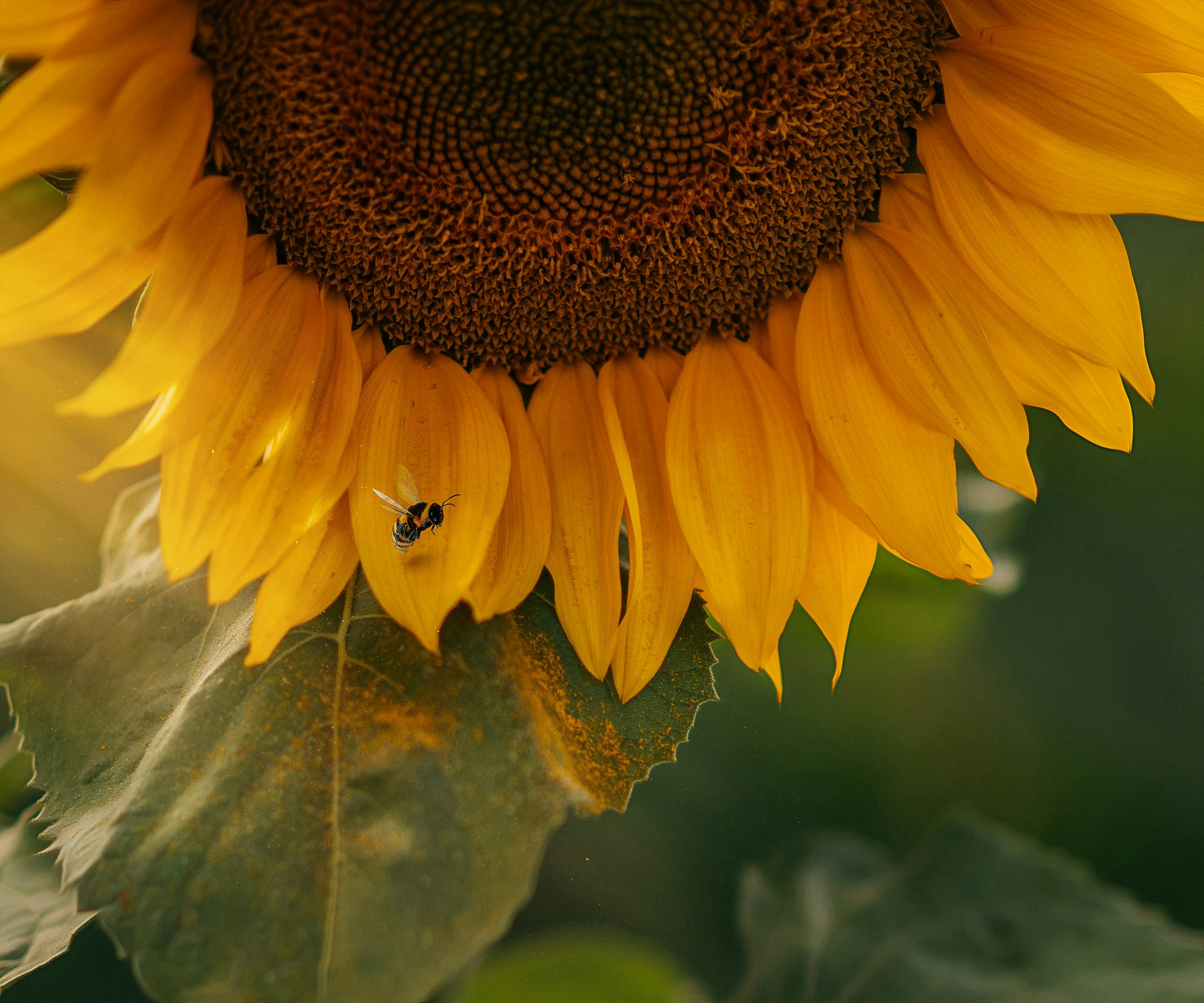 Sunflower and bee